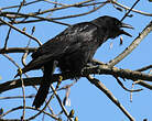 Corneille noire