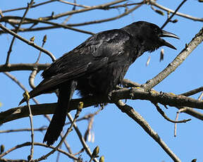 Corneille noire