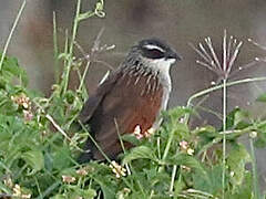 White-browed Coucal