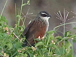 Coucal à sourcils blancs