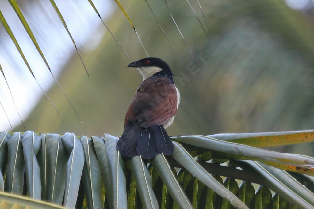 Senegal Coucal