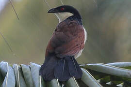 Senegal Coucal