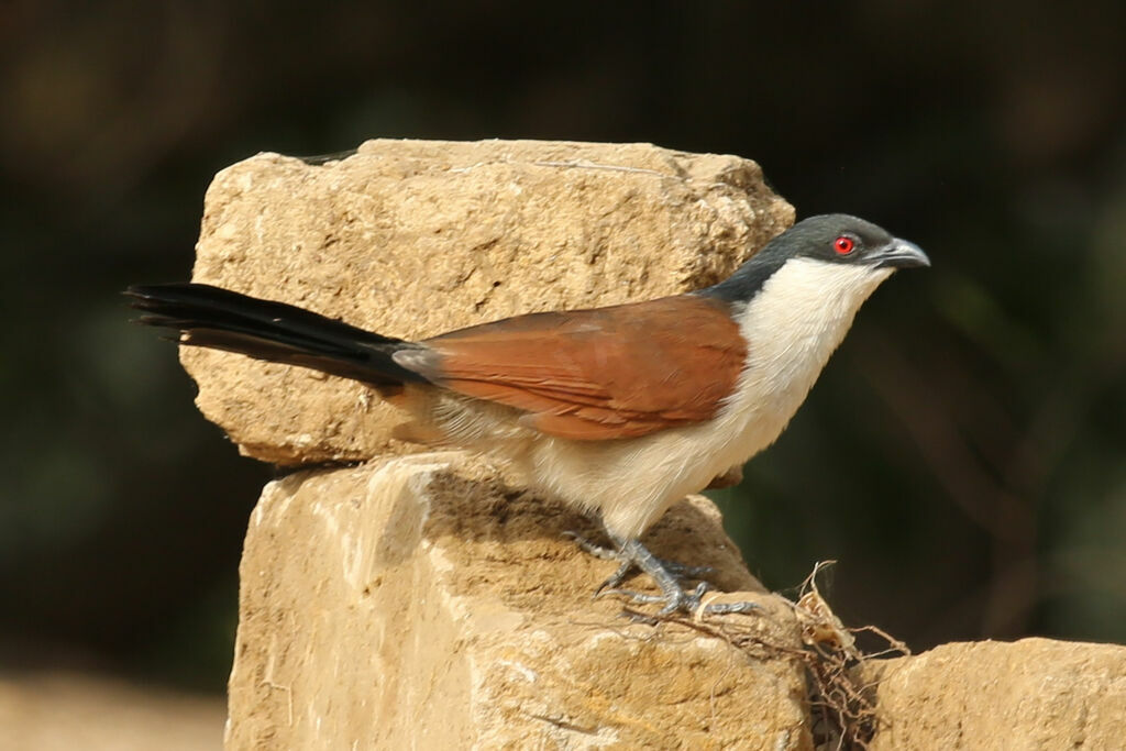 Coucal du Sénégal