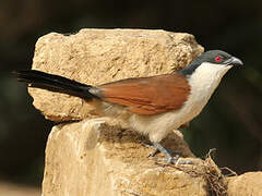 Coucal du Sénégal