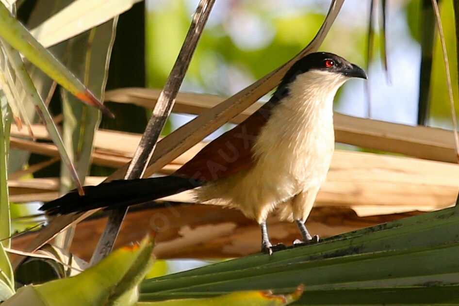 Coucal du Sénégal