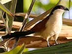 Coucal du Sénégal