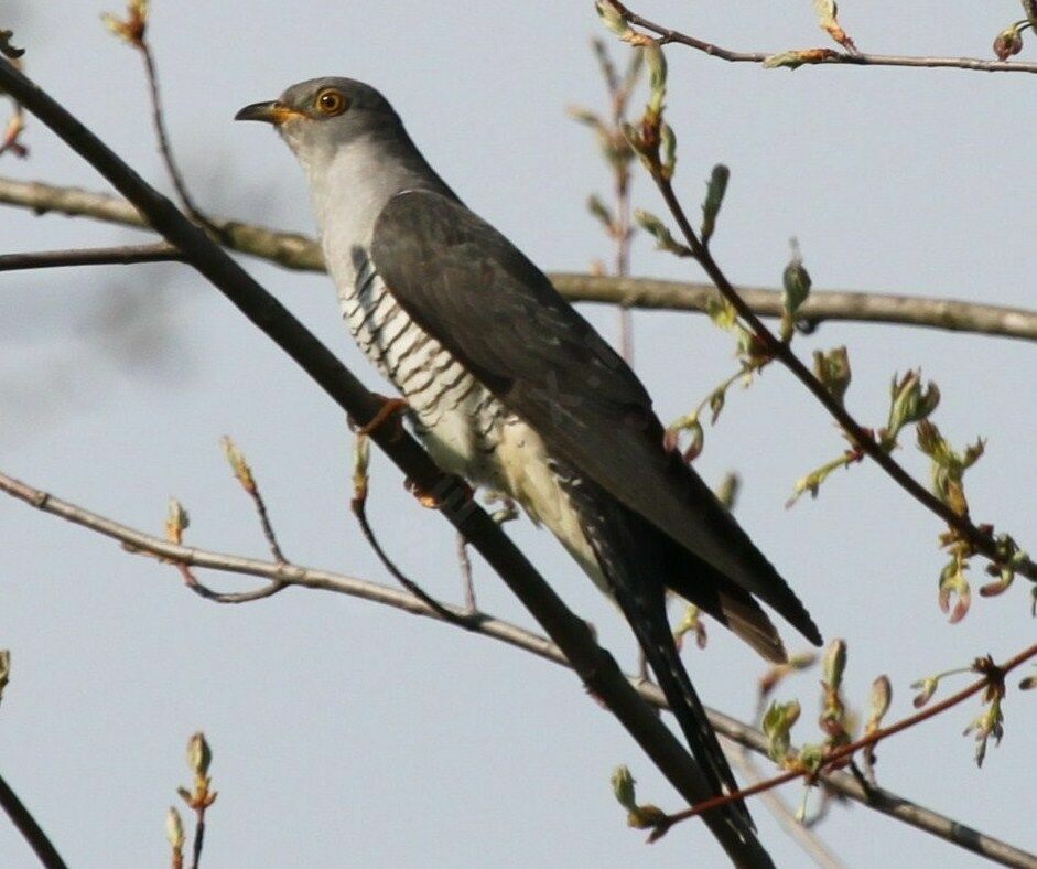 Common Cuckoo