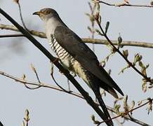 Common Cuckoo