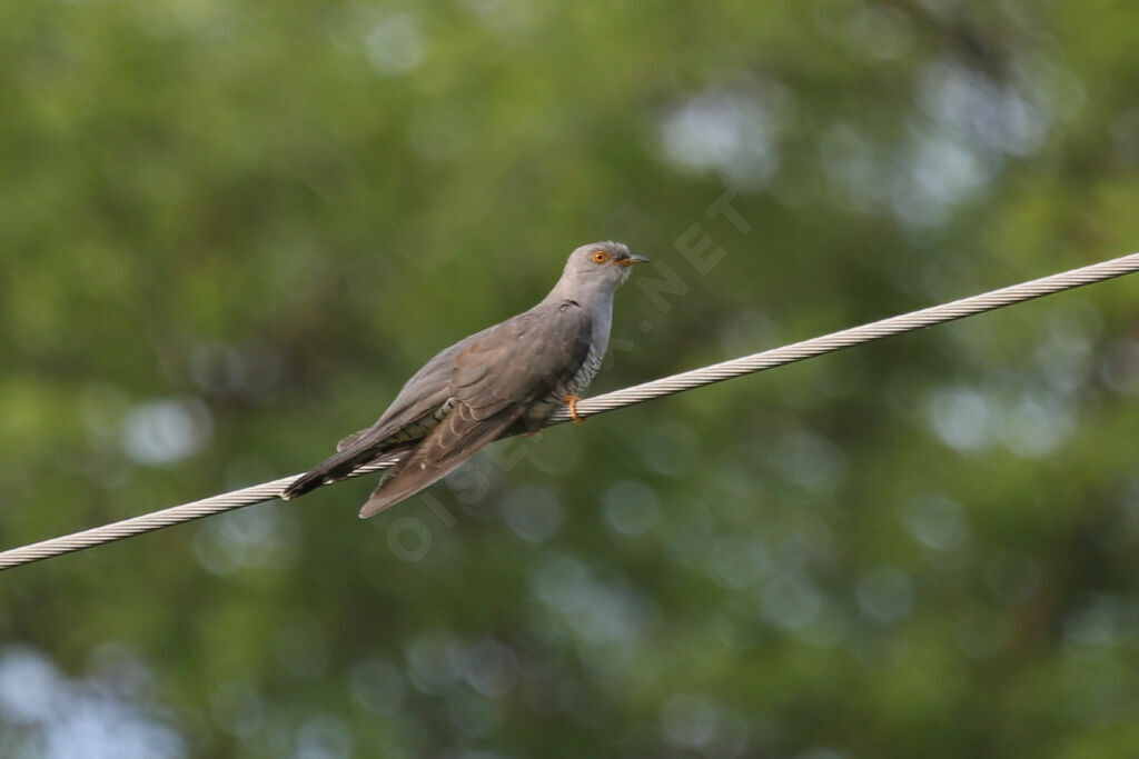 Common Cuckoo