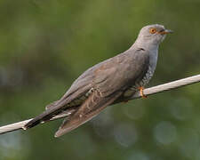 Common Cuckoo