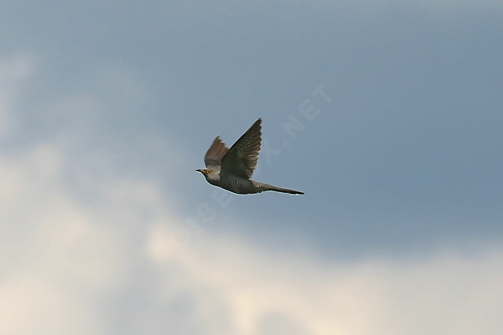 Common Cuckoo