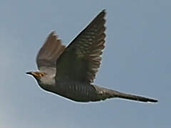 Common Cuckoo