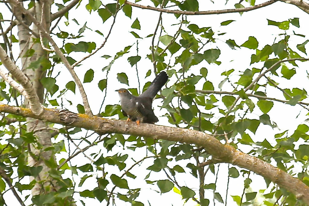 Common Cuckoo