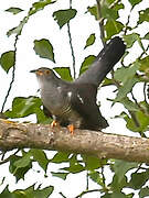 Common Cuckoo