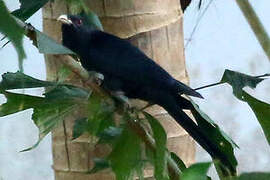 Asian Koel