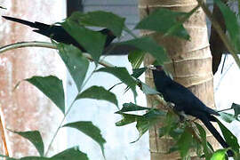 Asian Koel