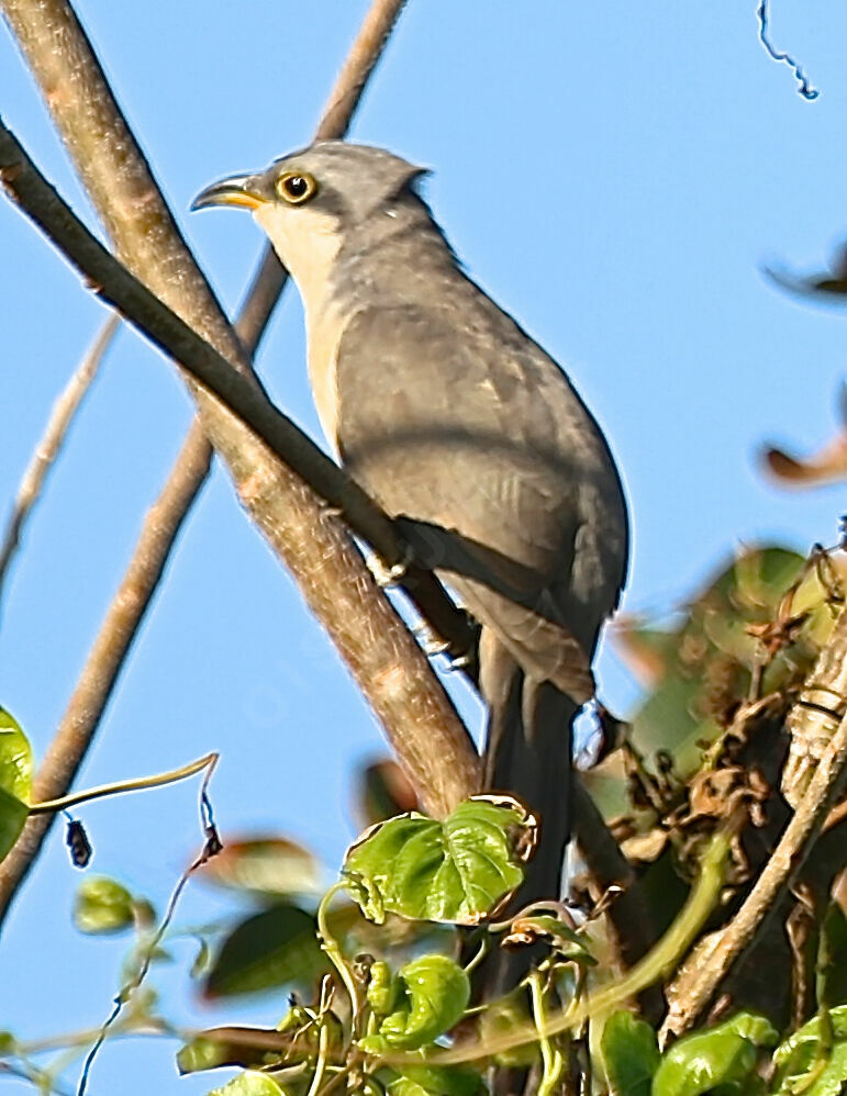 Coulicou à bec jaune