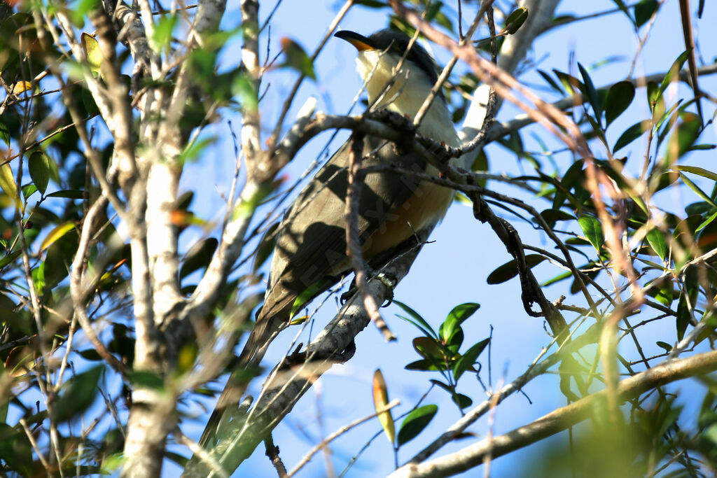 Mangrove Cuckoo