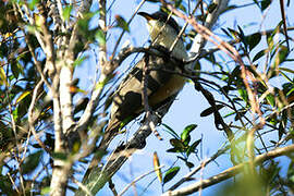 Mangrove Cuckoo