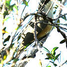 Coulicou manioc