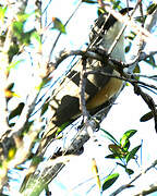 Mangrove Cuckoo