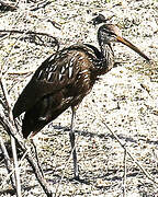 Limpkin