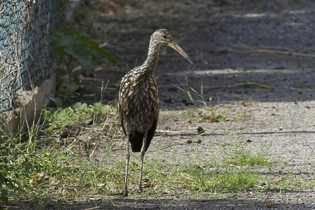 Limpkin