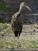 Limpkin