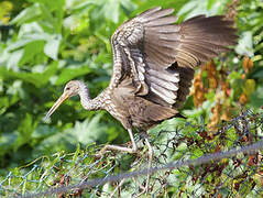 Limpkin