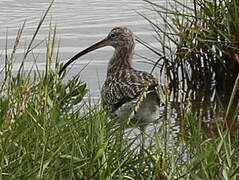 Eurasian Curlew