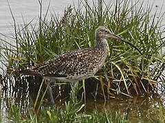 Eurasian Curlew