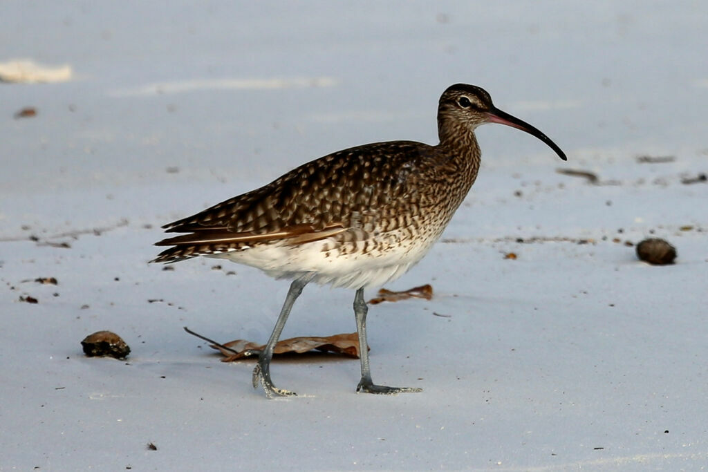 Whimbrel