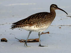 Whimbrel