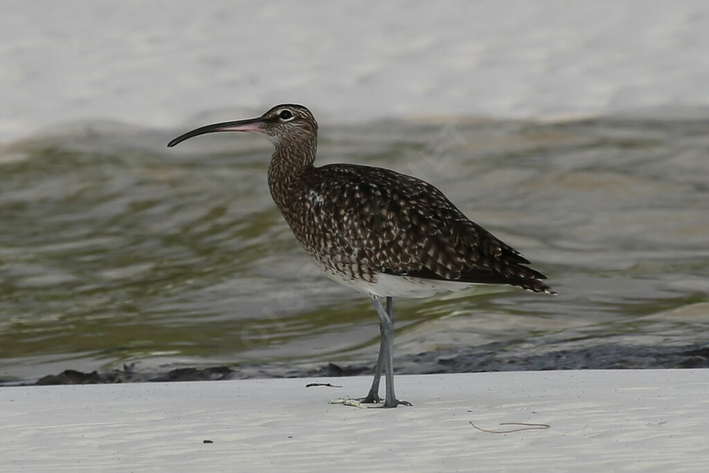 Whimbrel