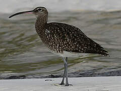 Whimbrel