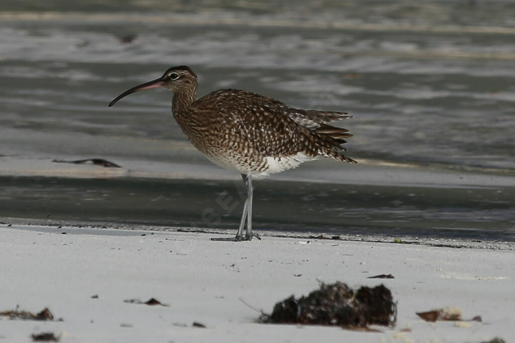 Whimbrel