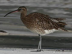 Eurasian Whimbrel