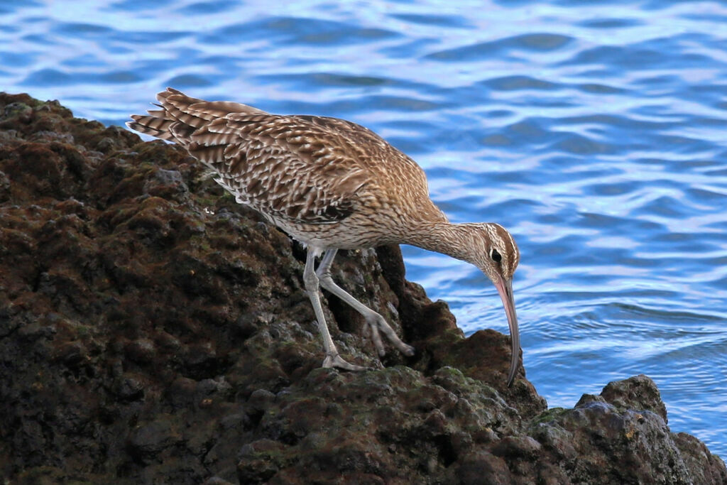 Whimbrel