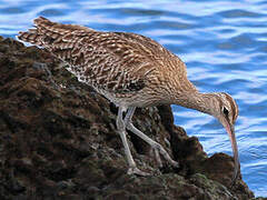 Eurasian Whimbrel