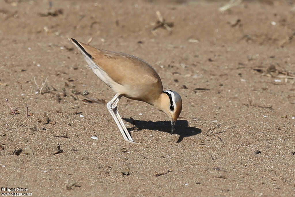 Cream-colored Courseradult breeding, fishing/hunting, Behaviour