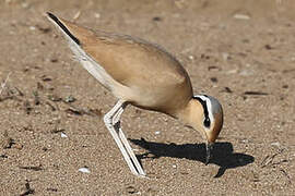 Cream-colored Courser