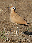 Cream-colored Courser