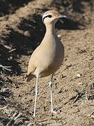 Cream-colored Courser