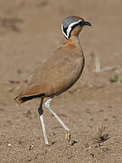 Cream-colored Courser