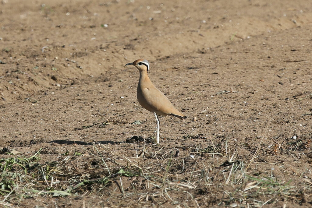 Cream-colored Courser