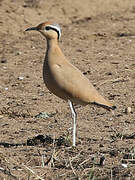 Cream-colored Courser