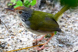 Common Tailorbird