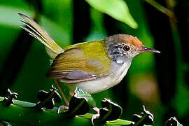 Common Tailorbird