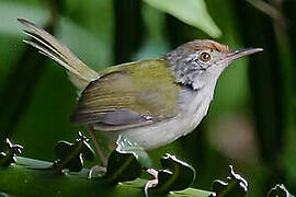 Common Tailorbird