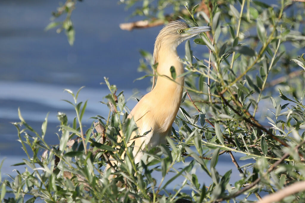 Squacco Heron